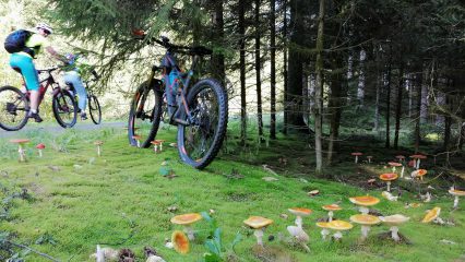Bike und Pilz