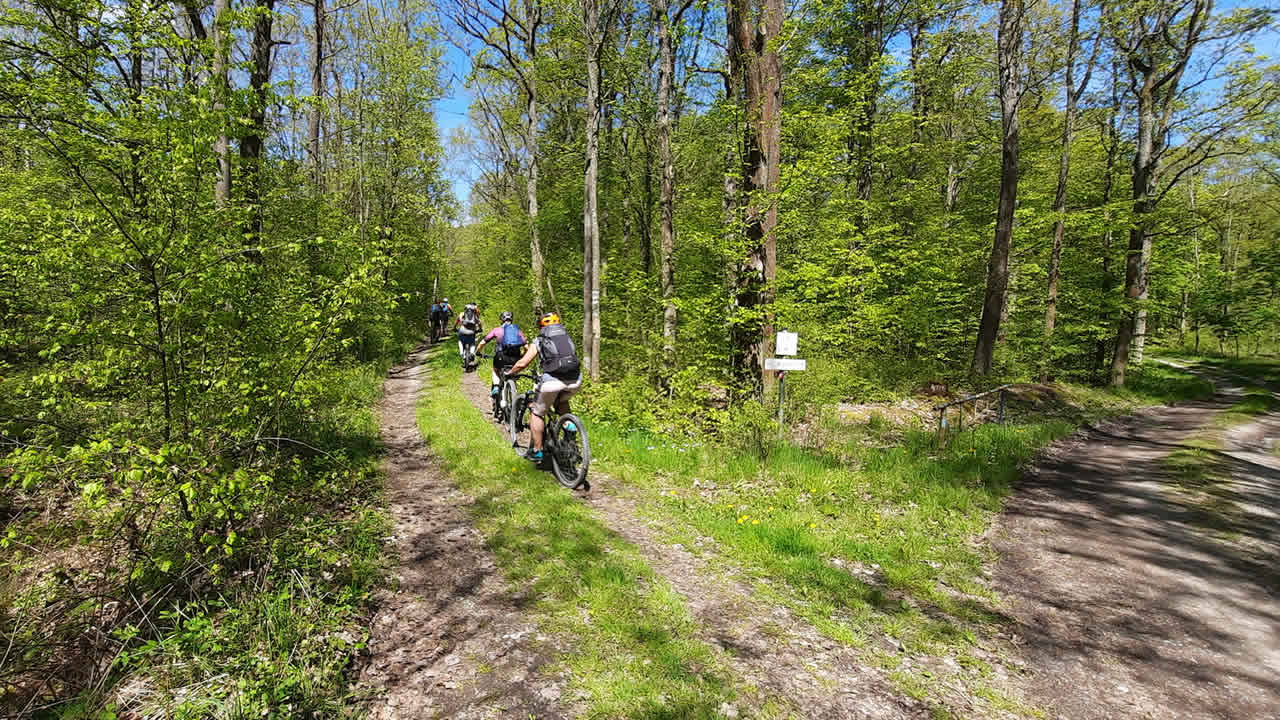 MTB-Tour: Mountainbikepark Pfälzerwald